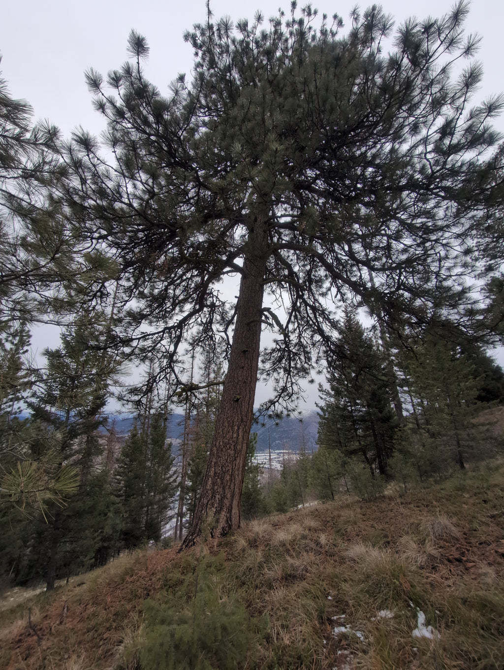 Legacy Tree 054