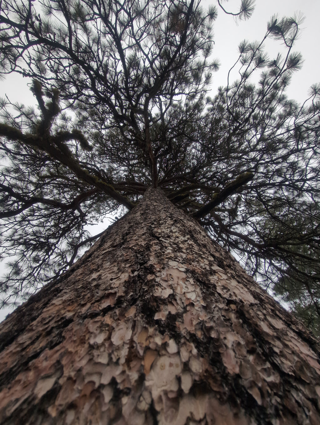 Legacy Tree 054