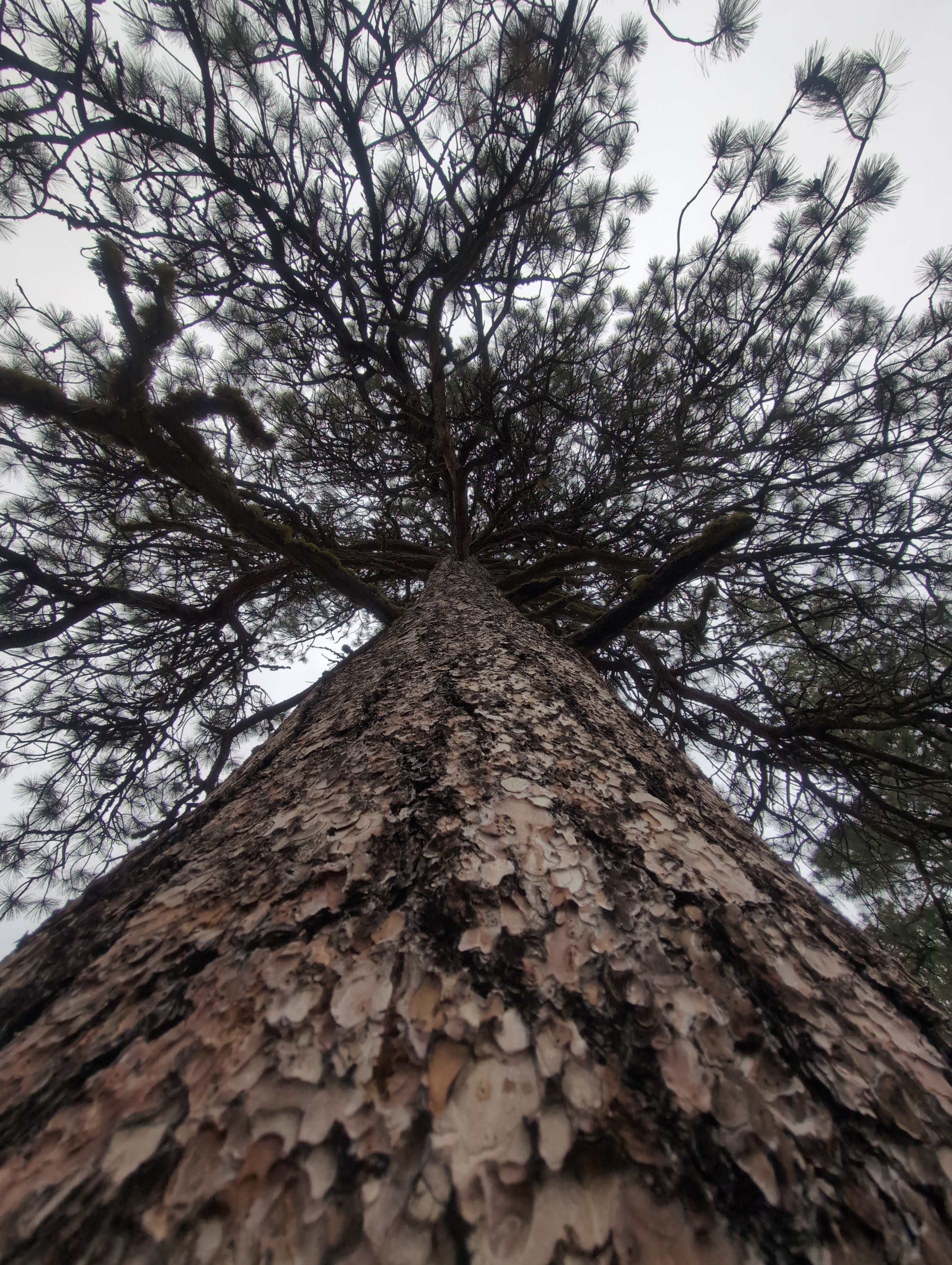 Legacy Tree 054