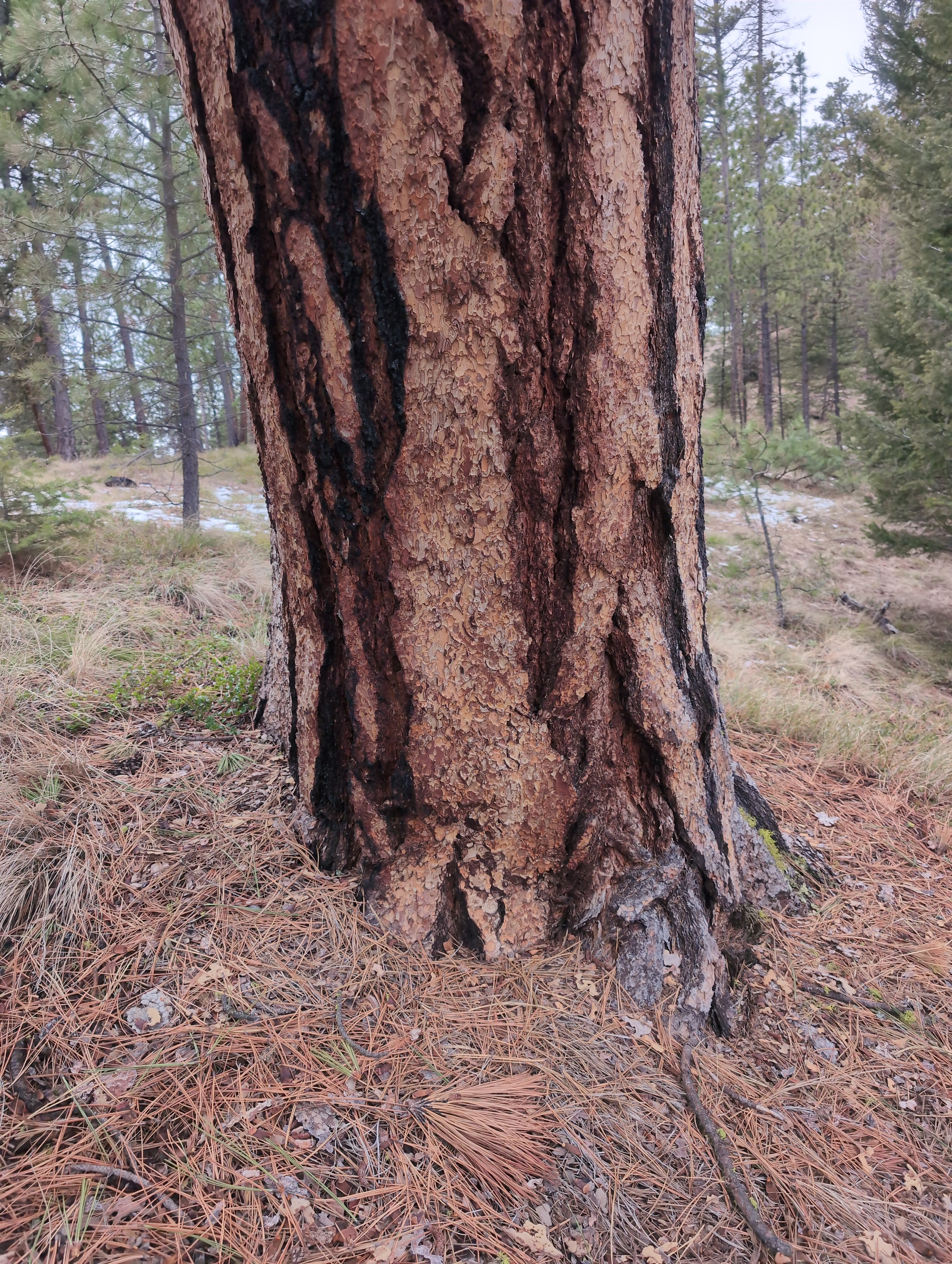 Legacy Tree 054