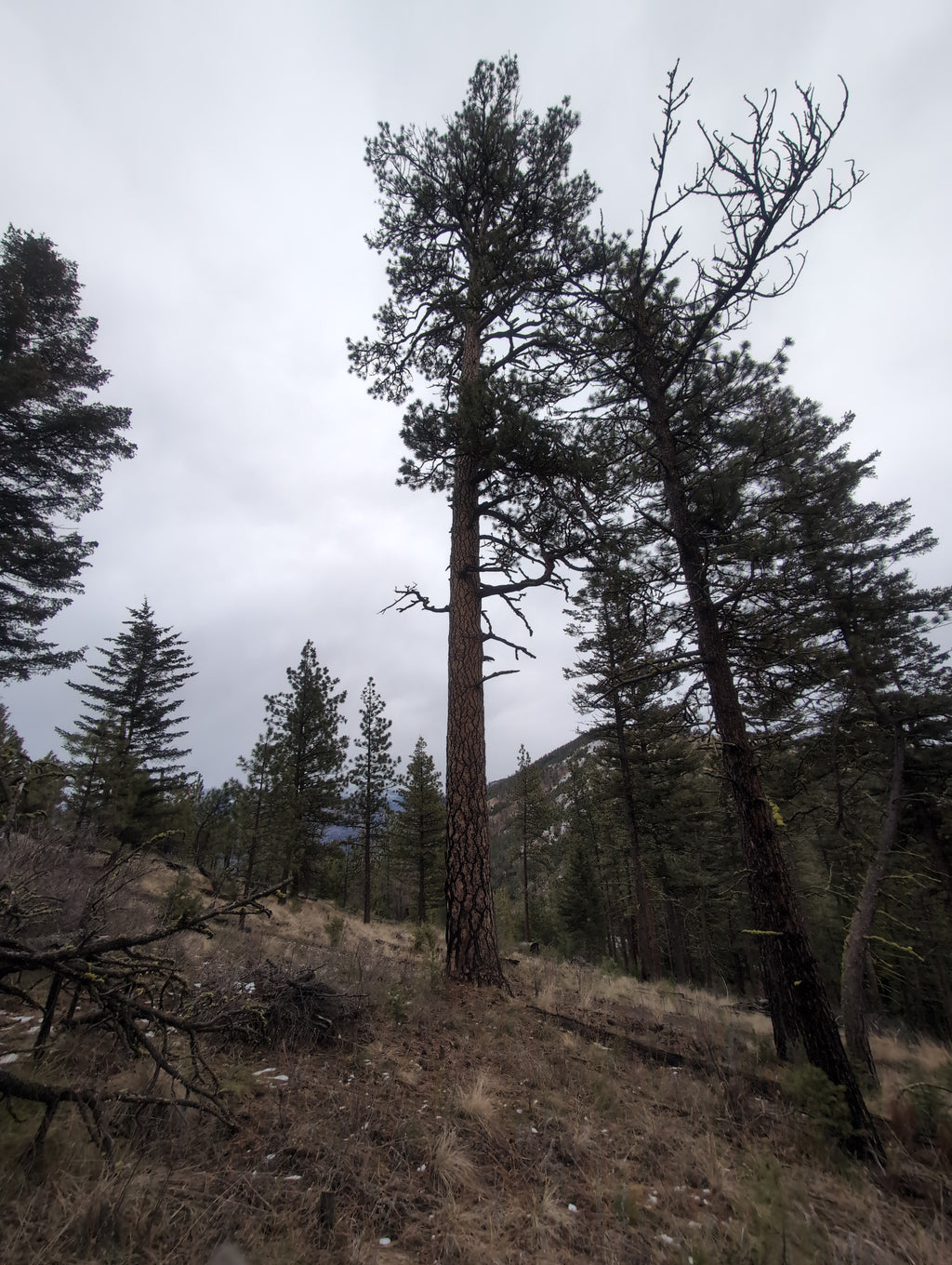 Legacy Tree 056