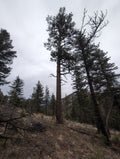 Legacy Tree 056