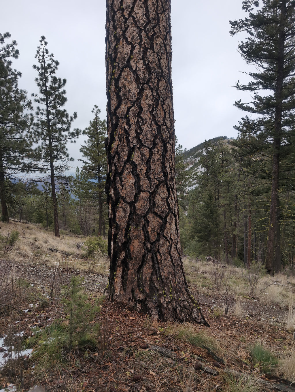 Legacy Tree 056