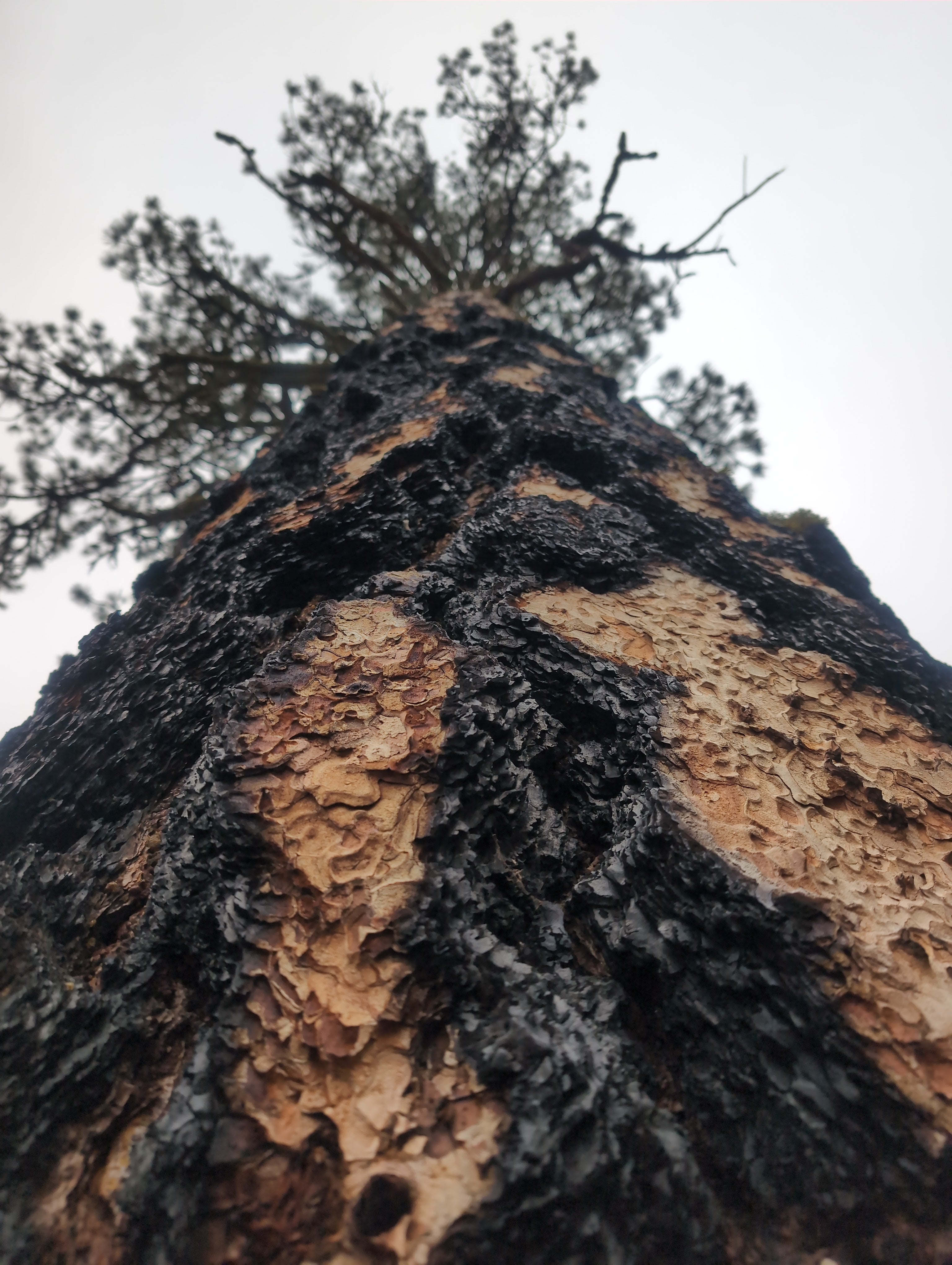 Legacy Tree 056