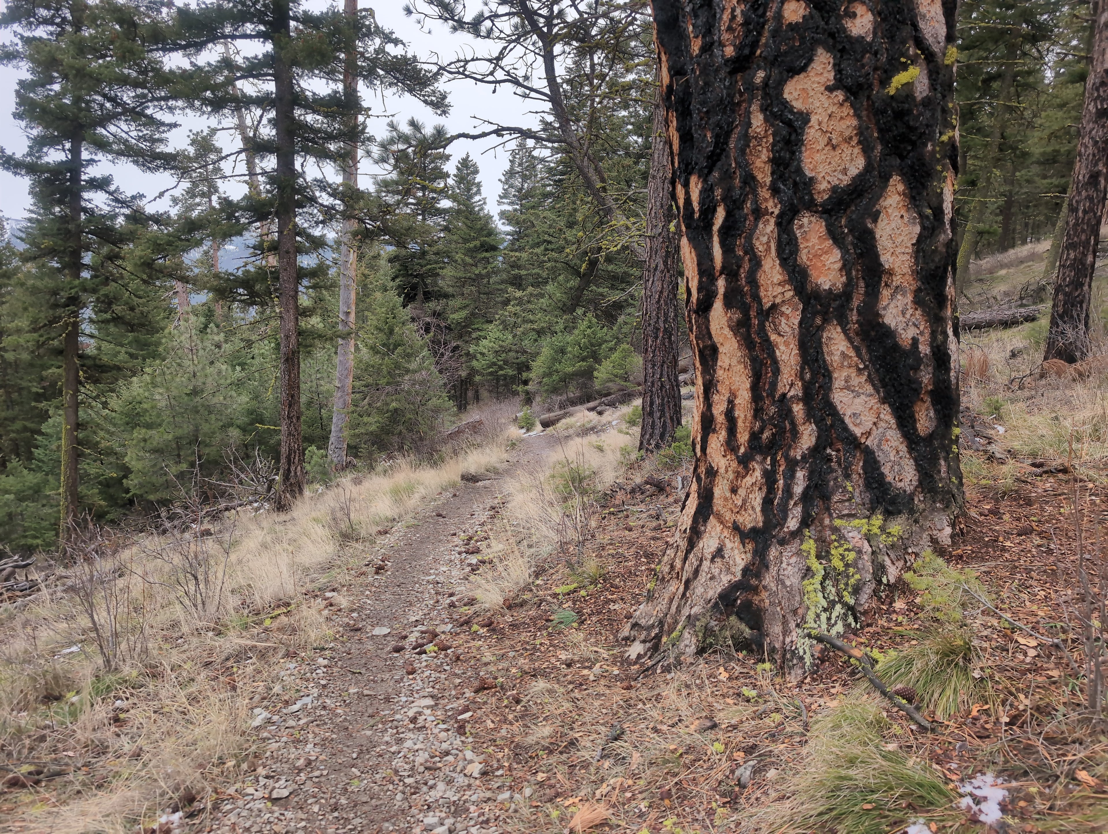 Legacy Tree 056