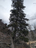 Legacy Tree 049