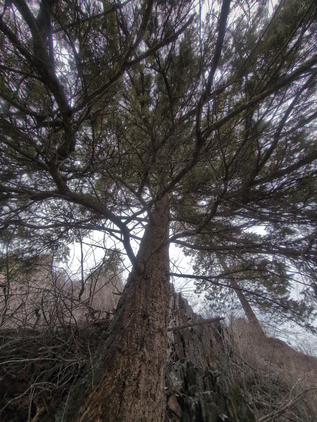 Legacy Tree 049
