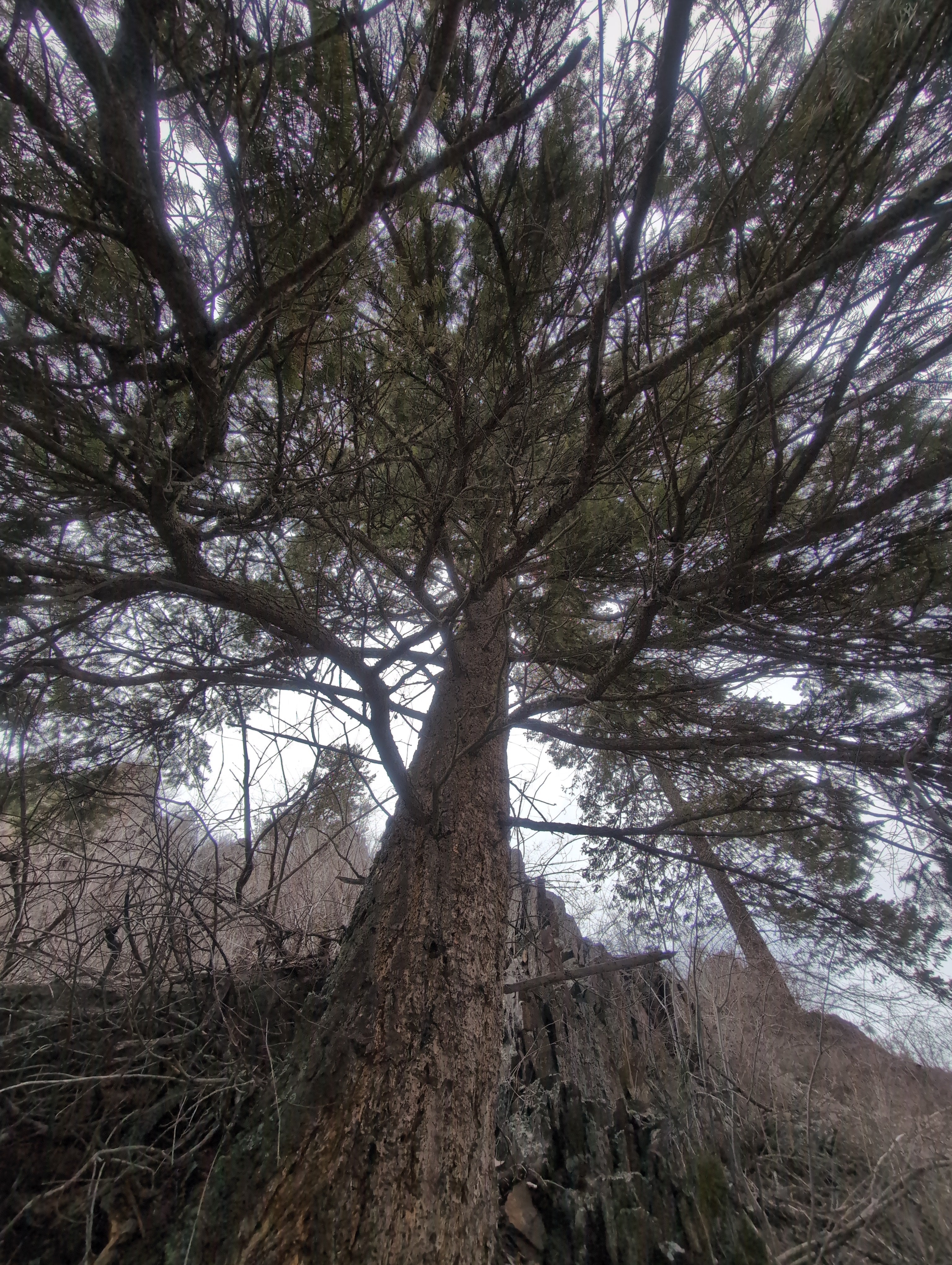 Legacy Tree 049