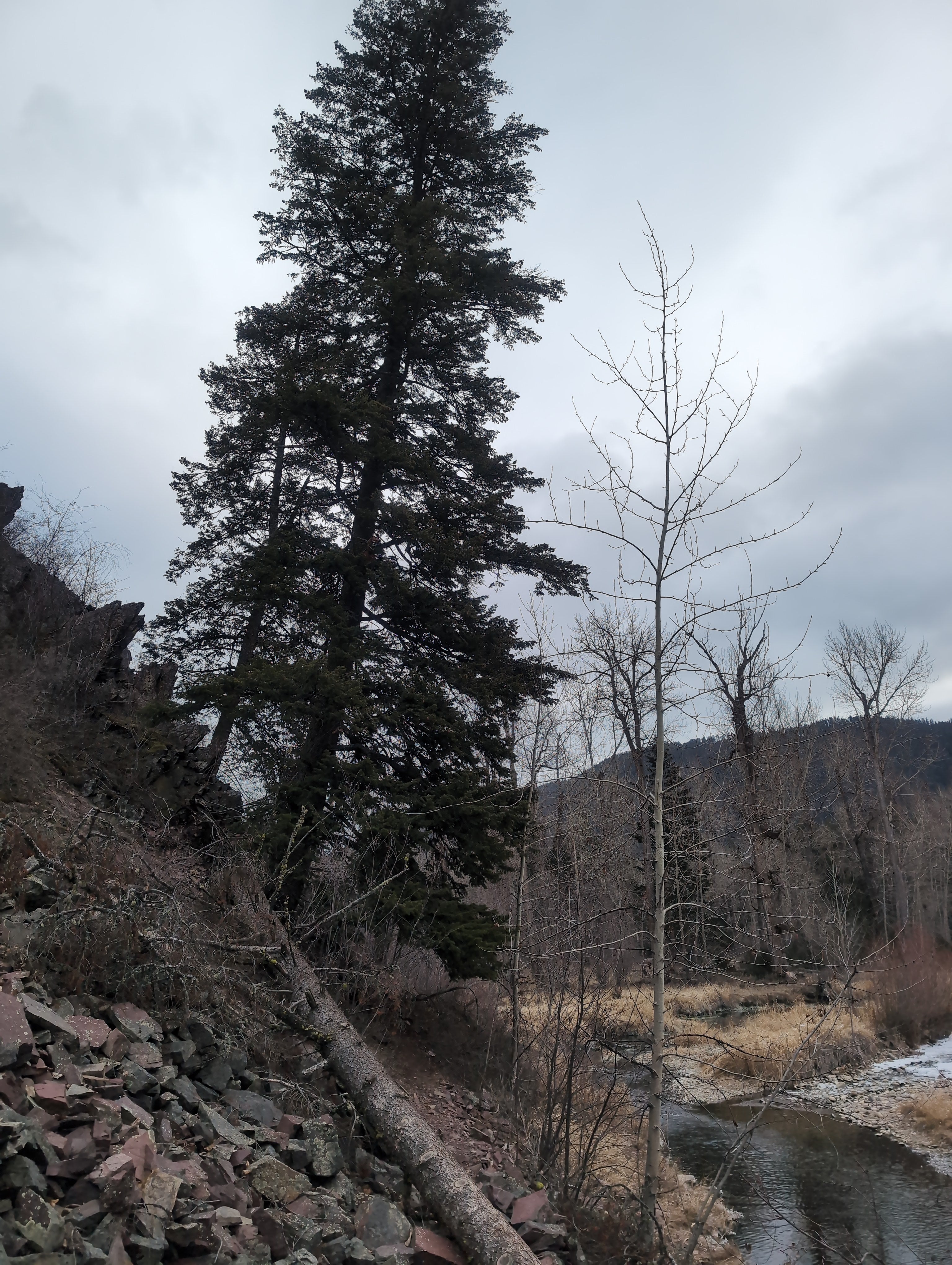Legacy Tree 049