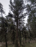 Legacy Tree 057