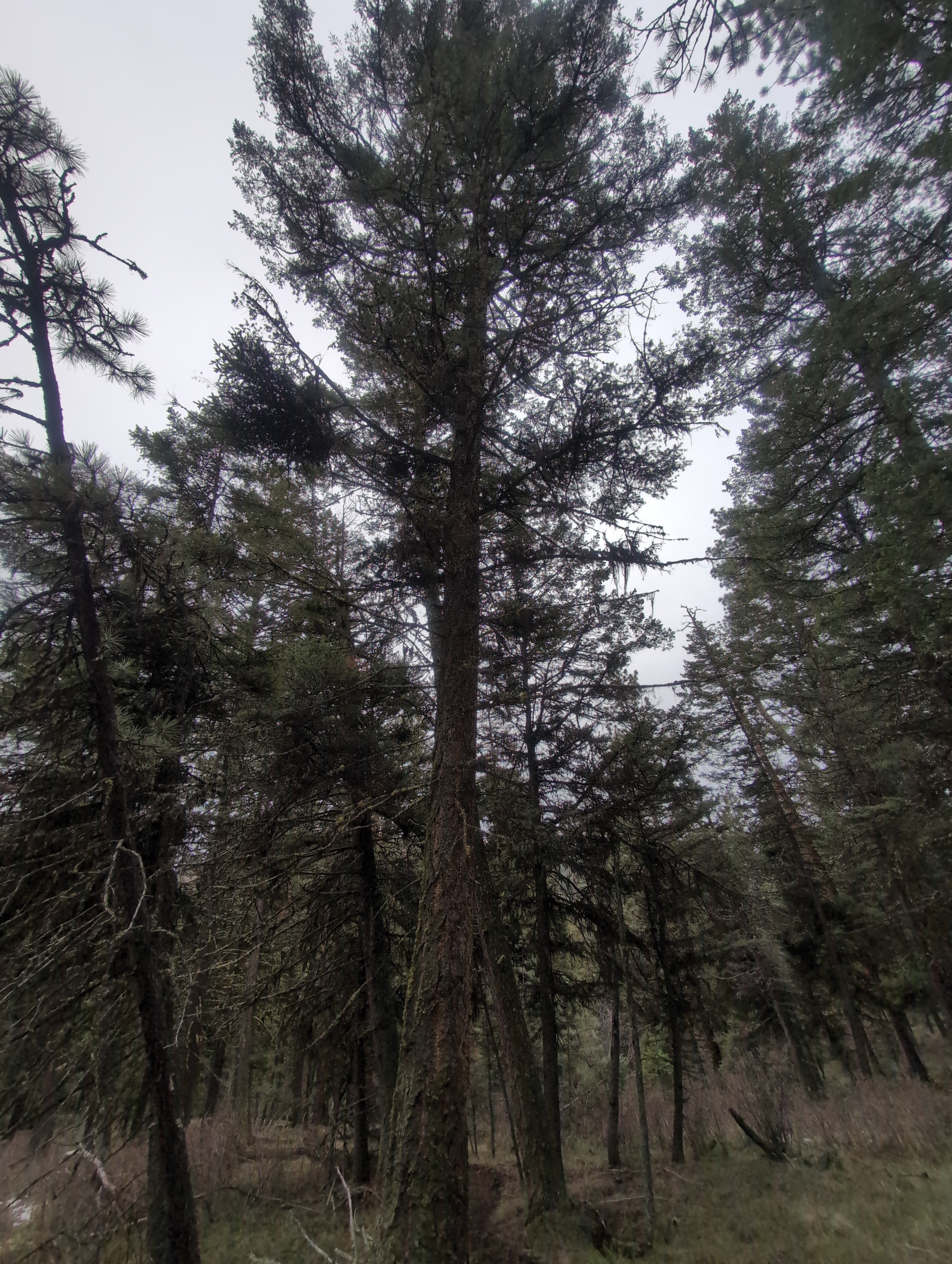 Legacy Tree 057
