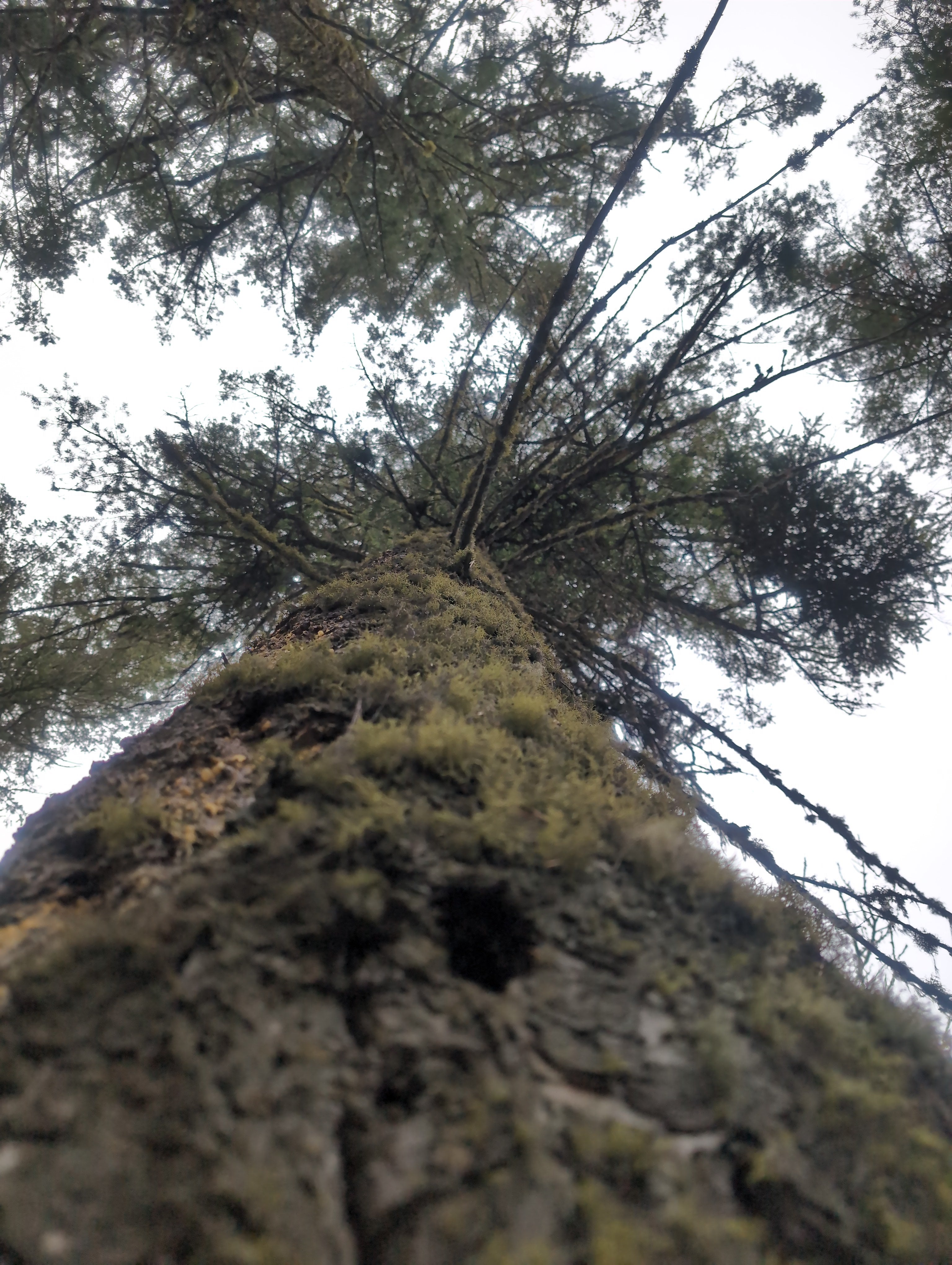 Legacy Tree 057